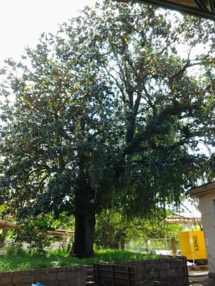 figueira